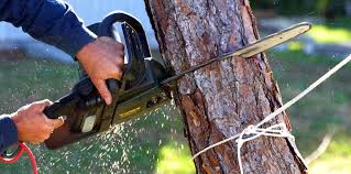 Best Lawn Pest Prevention  in Lake Shastina, CA