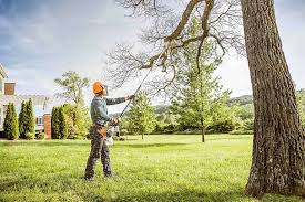 Professional Tree Services in Lake Shastina, CA