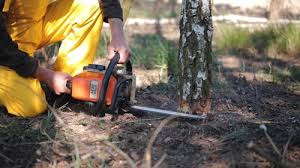 Lawn Watering Services in Lake Shastina, CA