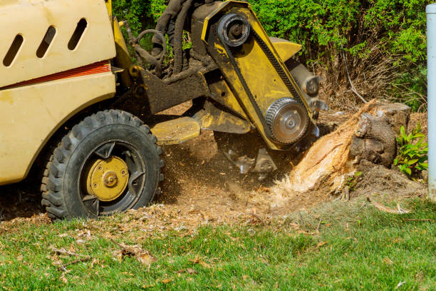 Best Lawn Renovation and Restoration  in Lake Shastina, CA