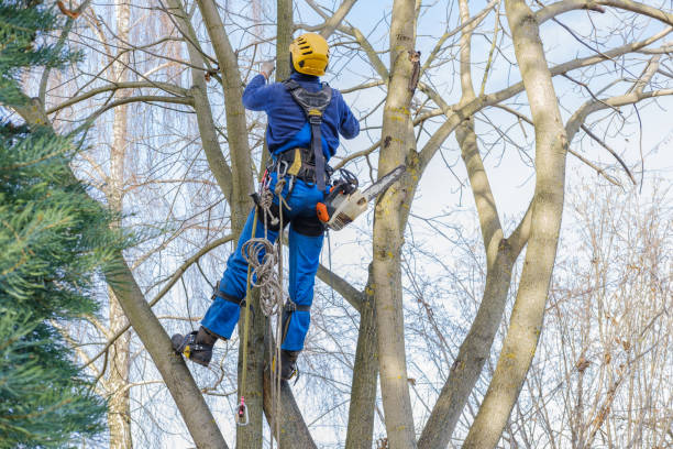 Lawn Maintenance Plans in Lake Shastina, CA