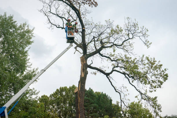 Best Fruit Tree Pruning  in Lake Shastina, CA