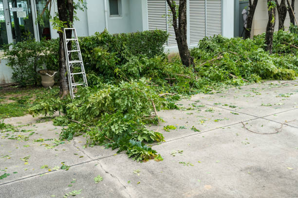 Best Tree Cabling and Bracing  in Lake Shastina, CA