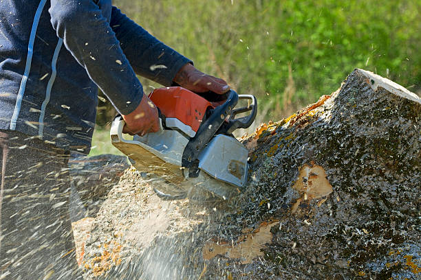 Best Tree Risk Assessment  in Lake Shastina, CA